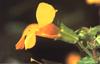 Bach Abeblomst (Mimulus)
